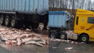 Fish spill