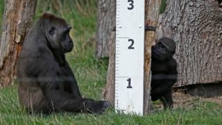 Gorillas beside tape measure
