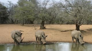 Le rhinocéros blanc est une espèce en voie de disparition.