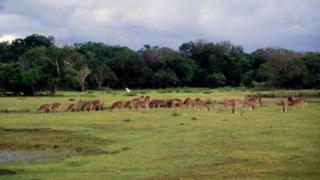 විල්පත්තු වන උද්යානය