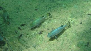 The fish spawn on a narrow shelf in the rock pool