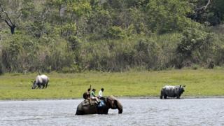 A census team wades through water on an elephant back to avoid two Indian one-horned rhinos during the census inside the Kaziranga National Park in Assam, north-east India, 26 March 2018