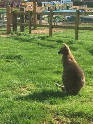 Wallaby