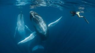 Humpback whales swimming under the water