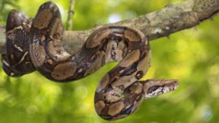 Un python réticulé enroulé sur une branche d'arbre (illustration)