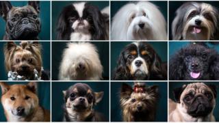 Perros