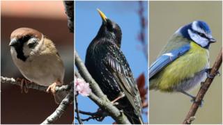 Big Garden Birdwatch results! - CBBC Newsround