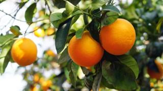 Naranjas