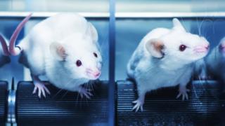 Ratones
