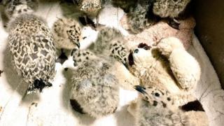 Gull chicks