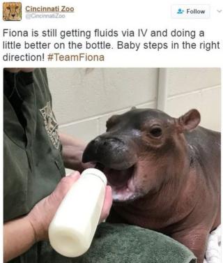 Cincinnati Zoo tweeted a picture of Fiona the hippo being bottle fed