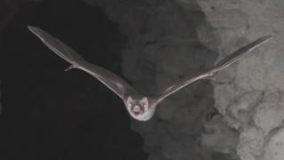 A common vampire bat going out for its nocturnal hunt
