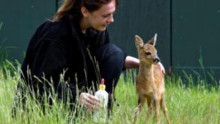 Soay and April Sorely