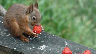 Red squirrel