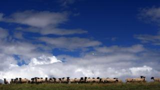 Sheep farm in Wales