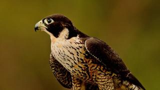 Peregrine falcon