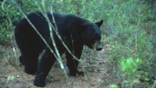 A Florida Black Bear is pictured in Florida in this undated handout photo