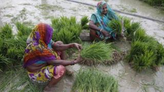 Indian farmers prepare to plant paddy saplings after monsoon rains at Sherpur village, north of Allahabad, India, Sunday, July 12, 2015