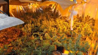 Cannabis farm in Hartlepool