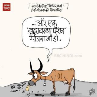 गाय