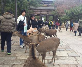 何百年も前から奈良の「住民」だったシカたちは、我がもの顔だ