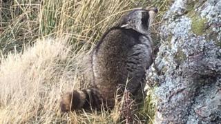 Raccoon spotted near Alladale Wilderness Reserve