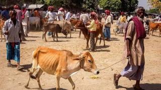 गाय के साथ बुजुर्ग, प्रतीकात्मक तस्वीर