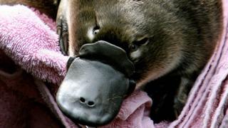 Image result for Platypus milk could help combat one of humanity's looming problems, which is antibiotic resistance.