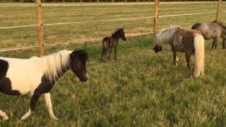 Miniature horses and foal