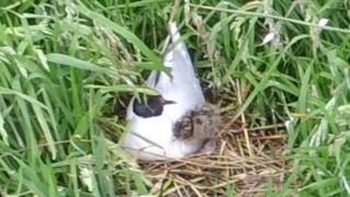 A little gull chick and parent bird at Loch Strathbeg