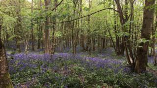 Bluebells