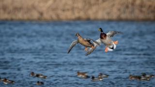 Mallards at Otmoor
