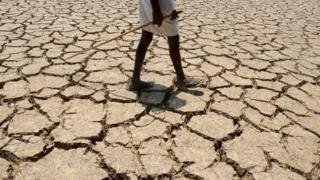 Petani India di ladang kapas kering di sebelah timur Hyderabad pada tanggal 25 April 2016