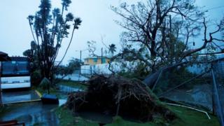 Trees fall after Hurricane Earl hits, in Belize City, Belize August 4, 2016.