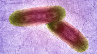 Bacteria on graphene oxide - Izzat Suffian, Kuo-Ching Mei, Houmam Kafa and Khuloud T Al-Jamal, King's College London