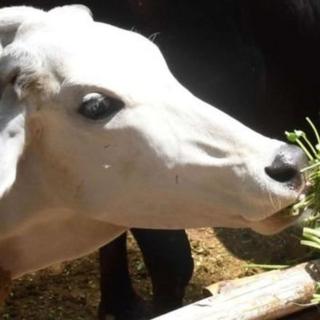 गाय