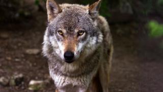 Wolf