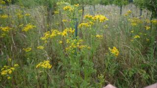 Ragwort is listed by Bristol council as a common weeds dealt with in its vinegar trial