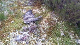 Buzzard