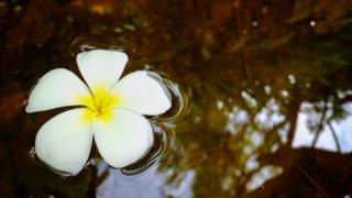 Flor en agua