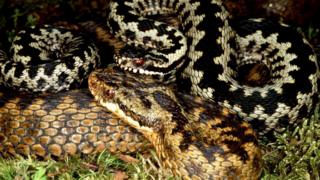 Самец обыкновенной гадюки (Vipera berus) охраняет самку от других самцов