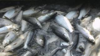 Fish being processed (Image: AP)