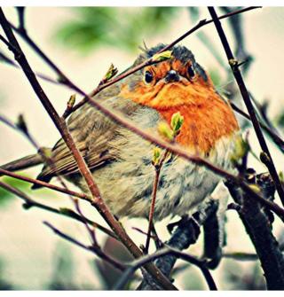 Alan Deeney took this picture of a "grump robin" at Wemyss Bay