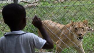 Personne ne sait d'où ils viennent. Il n'y a aucune réserve animalière dans la petite ville minière de Fochville.
