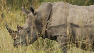 A rhino is pictured in South Africa, 6 February 2013