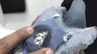 حمامة تحمل أقراصا مخدرة