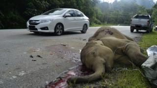 Gajah