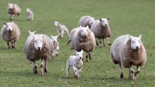 Lambs