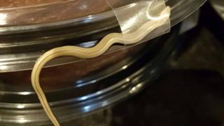 Slow worm in cake packaging from Asda