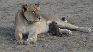 Un cachorro de leopardo se alimenta de una leona en una zona protegida de Tanzania. Conservacionistas dicen que es la primera evidencia de acercamiento entre especies que normalmente son enemigas.